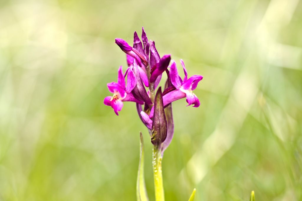 Dactylorhiza sambucina e Orchis militaris